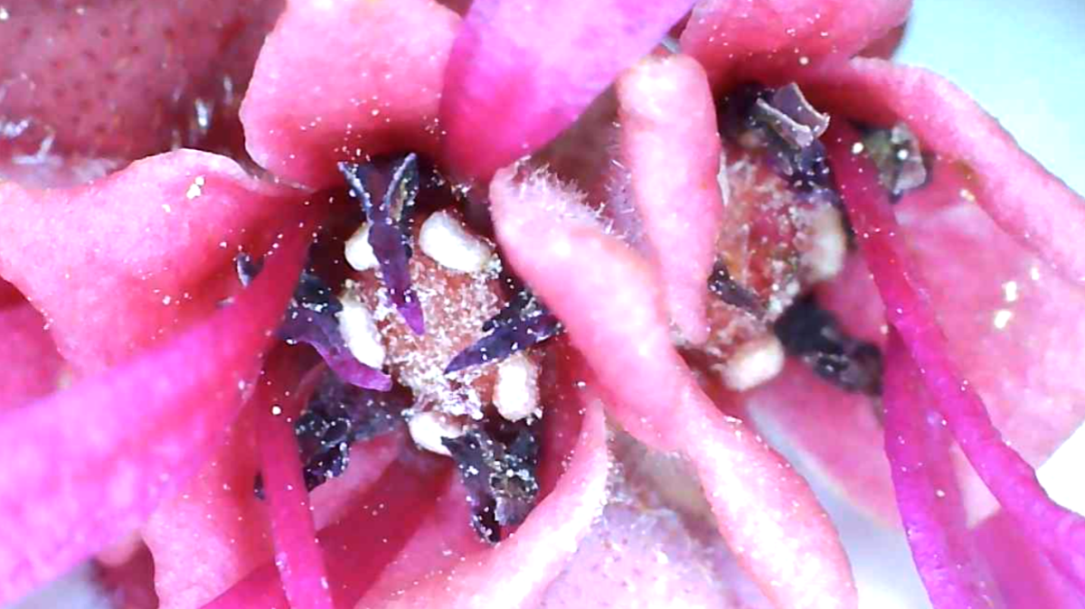 zoom in of pink flower showing stamens 